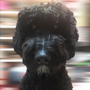 Meet the Posher & Closet Clean Out!!  Make me an Offer!